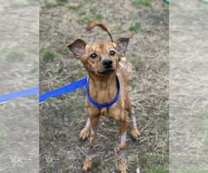 Chihuahua-Unknown Mix Dogs for adoption in Oakhurst, NJ, USA