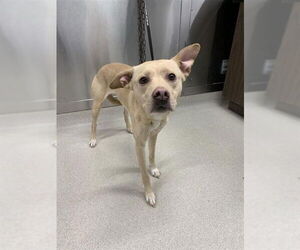 Labrador Retriever-Unknown Mix Dogs for adoption in Fairbanks, AK, USA