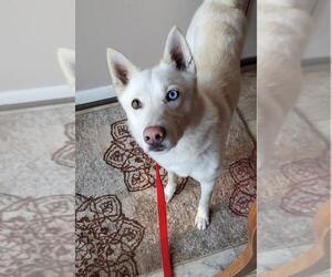 Huskies -Unknown Mix Dogs for adoption in Woodbridge, VA, USA