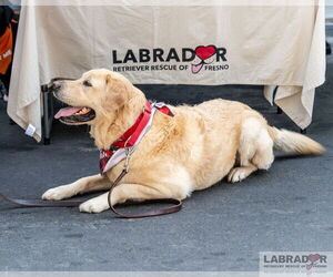 Labrador Retriever Dogs for adoption in Clovis, CA, USA