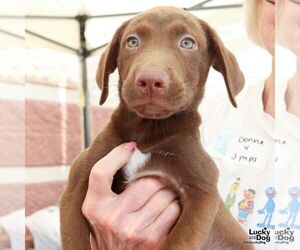 Dachshund-Spaniel Mix Dogs for adoption in Washington, DC, USA