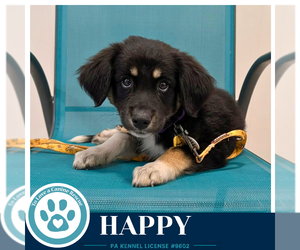 Labrenees Dogs for adoption in Kimberton, PA, USA