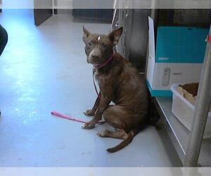 American Pit Bull Terrier Dogs for adoption in Fayetteville, NC, USA