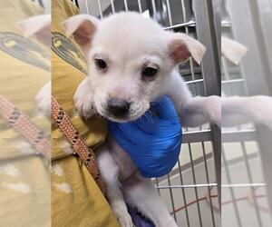 Chow Chow Dogs for adoption in Denver, CO, USA