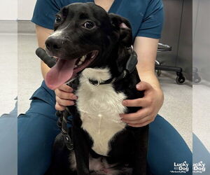 Labrador Retriever-Unknown Mix Dogs for adoption in Washington, DC, USA