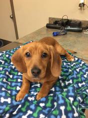 Medium Photo #1 Dachshund-Unknown Mix Puppy For Sale in Lindale , TX, USA