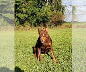 Doberman Pinscher Dogs for adoption in Social Circle, GA, USA