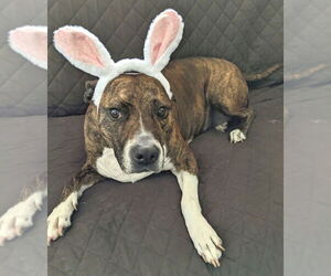 American Pit Bull Terrier-Unknown Mix Dogs for adoption in Boonton, NJ, USA