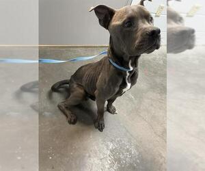 American Pit Bull Terrier Dogs for adoption in St. Cloud, FL, USA