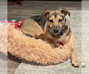 Labbe Dogs for adoption in Batavia, OH, USA