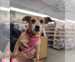 Mutt Dogs for adoption in Cranston, RI, USA
