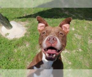 Bulloxer Dogs for adoption in Ocala, FL, USA