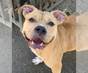 American Pit Bull Terrier Dogs for adoption in Riverside, CA, USA