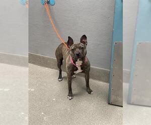 American Pit Bull Terrier-Unknown Mix Dogs for adoption in Las Vegas, NV, USA