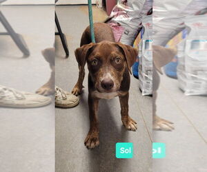 Border Collie-Unknown Mix Dogs for adoption in Richmond, IN, USA