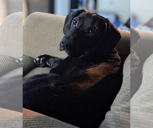 Pointer-Unknown Mix Dogs for adoption in Sanford, FL, USA