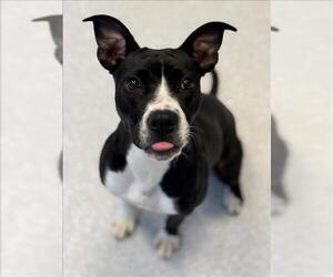 American Bulldog Dogs for adoption in Toronto, Ontario, Canada