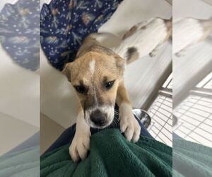 Collie Dogs for adoption in Pampa, TX, USA