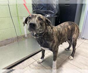 American Staffordshire Terrier-Unknown Mix Dogs for adoption in Grand Prairie, TX, USA