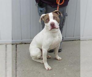American Bulldog-Unknown Mix Dogs for adoption in Louisville, KY, USA