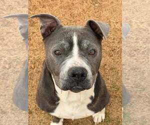 American Pit Bull Terrier Dogs for adoption in Stratham, NH, USA