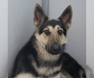 German Shepherd Dog-Unknown Mix Dogs for adoption in San Antonio, TX, USA