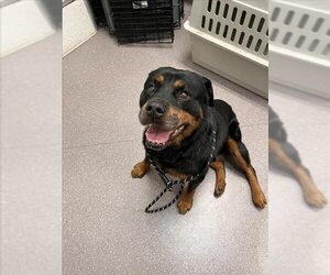 Rottweiler Dogs for adoption in Tracy, CA, USA