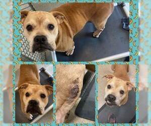 Bull-Boxer Dogs for adoption in Mooresville, NC, USA