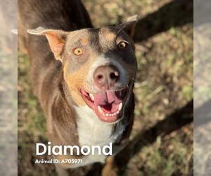 American Staffordshire Terrier-Unknown Mix Dogs for adoption in San Antonio, TX, USA