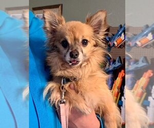 Chihuahua Dogs for adoption in House Springs, MO, USA