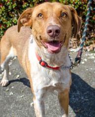 Mutt Dogs for adoption in Salem, OR, USA