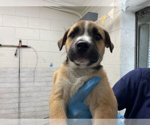 German Shepherd Dog-Unknown Mix Dogs for adoption in San Bernardino, CA, USA