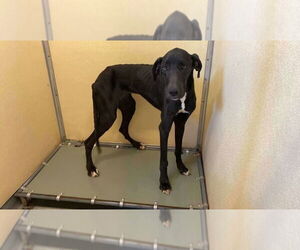 Great Dane Dogs for adoption in Bullard, TX, USA