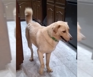 Golden Labrador Dogs for adoption in Missouri City, TX, USA