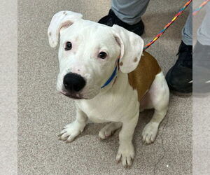 Mutt Dogs for adoption in Canton, CT, USA