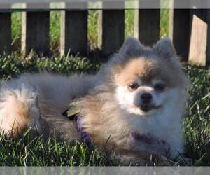 Pomeranian Dogs for adoption in Sandown, NH, USA