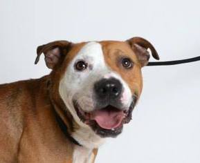 American Staffordshire Terrier Dogs for adoption in Woodland, CA, USA