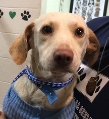 Dachshund Dogs for adoption in Calverton, NY, USA
