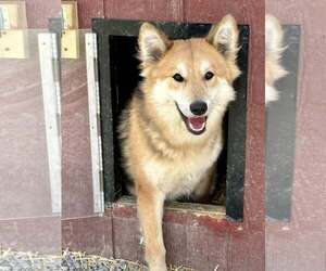 Pomeranian-Unknown Mix Dogs for adoption in Unionville, PA, USA