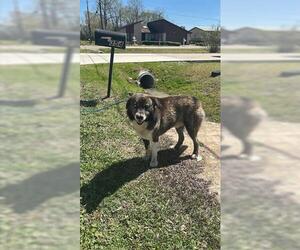 German Shepherd Dog-Siberian Husky Mix Dogs for adoption in Houston, TX, USA