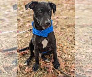 Labrador Retriever-Unknown Mix Dogs for adoption in Holly Springs, NC, USA