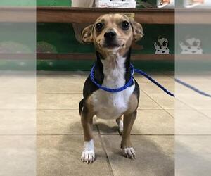 Rat Terrier Dogs for adoption in Calverton, NY, USA