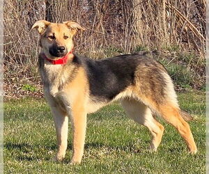 Mutt Dogs for adoption in Genesee, WI, USA