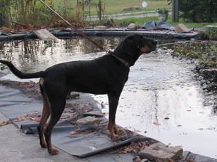 Medium Photo #1 Black and Tan Coonhound Puppy For Sale in Ontario, Ontario, Canada