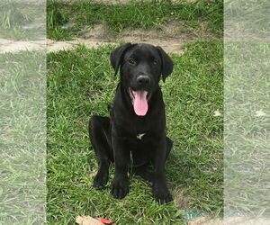 Catahoula Leopard Dog-Labrador Retriever Mix Dogs for adoption in Oakhurst, NJ, USA