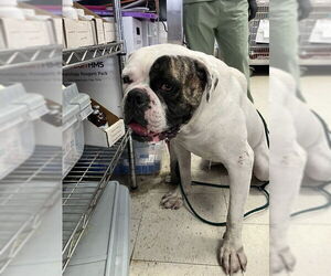 American Bulldog Dogs for adoption in Stockton, CA, USA