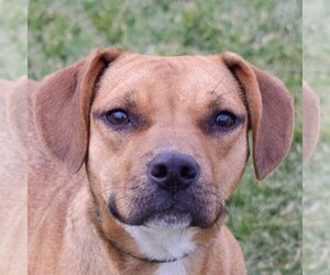 Bogle Dogs for adoption in Huntley, IL, USA