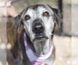 Mutt Dogs for adoption in San Antonio, TX, USA