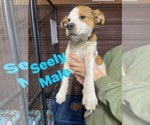 American Pit Bull Terrier Dogs for adoption in Benton, PA, USA