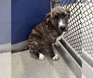 Boxer-Unknown Mix Dogs for adoption in Sterling, MA, USA